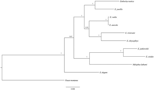 Figure 1. Phylogenetic tree based on 12S and 16S sequences using Bayesian inference (BI) with MyBays 3.2 GenBank accession number for the published sequences: E. pusilla: KC 407232; E. tristrami: NC 015234.1; E. chrysophrys: NC 015233; E. rustica: KC 831775; E. chrysophrys: HQ896034; E. rutila: KC 952874; E. aureola: KF 111713; E. cioides: KF 322027; E. Jankowskii: KP738714; Melophus lathami: KX702277; Passer montanus: NC024821.