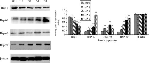 Figure 2.  Changes of the protein expressions of Bag-1 and Hsps in mouse testes following heat treatment. Left: Western blotting analysis with anti-Bag-1, Hsp60, Hsp40, Hsp70, and β-actin polyclonal antibodies was performed on aliquots of total protein extracts prepared from normal mouse testes (0 d) and those after heat treatment (1, 3, 5 and 7 d). Right: Gray analysis of the Western blotting results shown in the left panel, normalized to β-actin. Error bars represent the standard deviation of mean values. Asterisks indicate a significant difference from the control (0 d) (*P<0.05; **P<0.01) .