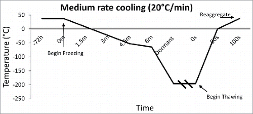 Figure 3. Medium Rate Cooling Temperature Diagram: Temperature diagram showing the significant difference in time when cooling at a rate of 20°C/min. This fast rate of cooling, although untraditional, was found to arrest immunostimulatory agents better than slow freezing.