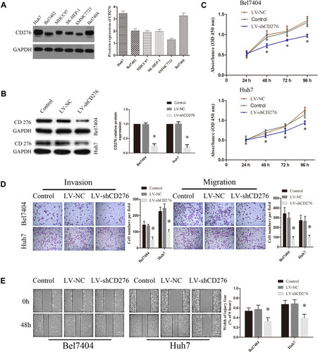 Figure 2 CD276 knock-down led to less HCC cells proliferation, invasion and migration in vitro. (A) Endogenous expression of CD276 in various human HCC cell lines by Western blotting. CD276 was highly expressed in Bel7404 and Huh7 cells and the two cell lines were selected for subsequent experiments. (B) Bel7404 and Huh7 cells were transfected with lentiviral vectors containing shRNA specific to CD276 (LV-shCD276) and a non-targeted control shRNA (LV-NC). Cells without any treatment were used as blank control (Control). The protein expression of CD276 in cells was evaluated by Western blotting. (C) CCK8 proliferation assay demonstrated that CD276 knockdown inhibited the cellular proliferation ability in HCC cell lines (*p< 0.05). (D) The invasion and migration assays of down-regulated CD276 expression in Bel7404 and Huh7 cells were performed with Transwell chambers. The representative images and the quantification of the results are presented as mean ± SD; Scale bar represents 200μm (*p< 0.05). (E) Wound-healing assays of down-regulated CD276 expression in Bel7404 and Huh7 cells were performed. The representative images and the quantification are presented as mean ± SD; Scale bar represents 200μm (*p<0.05).