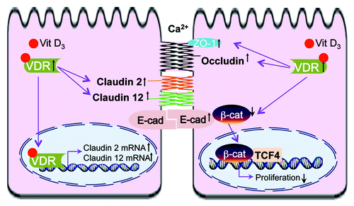 Figure 1. VDR and cell adhesion/TJs of epithelial cells. Activation of VDR suppresses the activity of β‑catenin, thus deceasing nuclear β-catenin, suppressing transcriptional factor T cell factor (TCF) and inhibiting cell proliferation. Increased VDR level is also associated with increased claudin2 and 12, which may play roles in calcium homeostasis and barrier function. The other cell junction proteins involved in the vitamin D/VDR include E-cadherin, Occludin and ZO-1.
