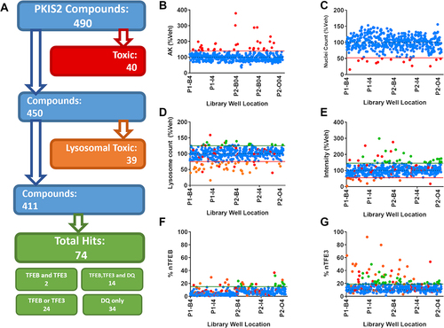 Figure 2. Screening the PKIS2 library. (A) The 490 PKIS2 compounds were screened at 1 µM across all assays and passed through an analysis cascade to identify nontoxic compounds which translocate TFEB and/or TFE3. (B) AK release and (C) nuclear count from immunocytochemistry images are used to assess cellular toxicity, indicated by those compounds (in red) which fall outside the 2 s.d. range of the vehicle controls (indicated by the red line). (D) Active lysosome count and (E) corrected fluorescence intensity as measured from the DQ Red BSA assay are used to assess lysosomal toxicity, indicated by those compounds (in Orange) which fall below the 2 s.d. range of the vehicle controls (indicated by the Orange line). Any which fall above the 2 s.d. range of the assay are classified as positive hits for DQ Red BSA. Remaining compounds with no associated toxicity which show nuclear translocation above the 3 s.d. range of the vehicle-only control for (F) nuclear TFEB (% nTFEB) and/or (G) nuclear TFE3 (% nTFE3) translocation are classified as positive hits. A total of 74 positive hits were identified. n = 1.