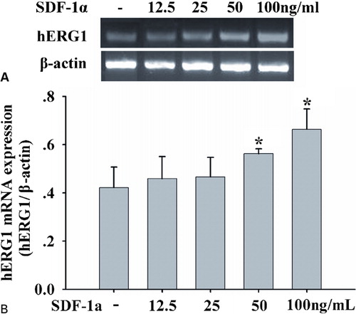 Figure 1. SDF-1alpha enhances hERG1 mRNA expression. (A) RT-PCR of hERG1 gene( upper panel) and β-actin gene (lower panel) in HL-60 cells treated with SDF-1a at 12.5, 25, 50, and 100 ng/ml for 48 hours; (B) SDF-1a up-regulated mRNA levels of hERG1 in a dose-dependent manner. hERG1 mRNA levels were quantified and normalized to the amplified beta-actin products. Each column represents mean±SE, and each assay was repeated there times, *P<0·05.