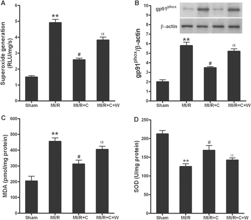 Figure 6.  Catalpol exerted anti-oxidative stress effects in rats subjected to MI/R. (A): superoxide production in myocardium; Myocardial superoxide content was quantified with lucigenin-enhanced luminescence; RLU, relative light units. (B): gp91phox protein expression; Inserted gel photographs are representative Western blot results from 4 to 5 animals/group. (C): malonaldialdehyde (MDA) level in myocardium. (D): activity of antioxidant enzyme superoxide dismutase (SOD) in myocardium. Sham: sham-operated; MI/R: myocardial ischemia/reperfusion (30 min/3 h); C: catalpol, W: wortmannin. Values presented are means ± SEM. n = 8. *p < 0.05, **p < 0.01 vs. Sham, #p < 0.05 vs. MI/R, αp < 0.05 vs. MI/R+C.