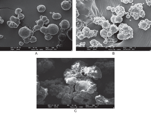 Figure 5 Scanning electron microscopy of fat powder particles containing bakery fat; A: (Total fat, 73%), casein (16%), and sugar (6.5%); B: casein (13–13.4%), (Fat, 65%), and sugar (6.5%); C: Same as A and no sugar; Magnification 500×. For formulation details see Table 2.