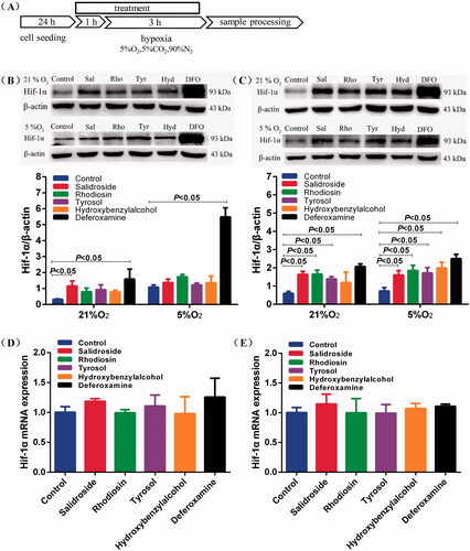 Figure 4. Salidroside blocked Hif-1α degradation in BV-2 and PC-12 cells. (A) Schematic illustration of BV-2 and PC-12 cells treatment protocol. (B, C) Hif-1α protein expression was measured by Western blotting in BV-2 cells (B) and PC-12 cells (C) treated with salidroside (Sal, 10 μM), rhodiosin (Rho, 10 μM), tyrosol (Tyr, 10 μM), p-hydroxybenzyl alcohol (Hyd, 10 μM) or deferoxamine (DFO, 100 μM) under normoxia (21% O2, 5% CO2) or mild hypoxia (5% O2, 5% CO2). β-actin served as a loading control. (D, E) Relative mRNA expression of Hif-1α in BV-2 cells (D) and PC-12 cells (E) treated with salidroside, rhodiosin, tyrosol, p-hydroxybenzyl alcohol or desferrioxamine under normoxia for 4 h. GAPDH was the housekeeping control. Data are shown as the mean ± SEM and are representative of triplicate experiments (one-way ANOVA).