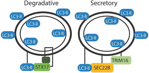 Figure 3. Markers of degradative and secretory autophagosomes. Trafficking of the autophagosome depends on the proteins decorating the outer membrane. Both degradative and secretory routes are labeled with LC3. STX17 directs fusion of the degradative autophagosome with the lysosome. SEC22B and TRIM16 direct an autophagosome for secretion.