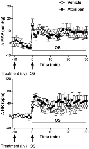 Figure 7. Time course curves of mean arterial pressure (ΔMAP) and heart rate (ΔHR) responses observed after acute OS i.p. injection (0.6 M NaCl) in animals pretreated with either vehicle (1 mL/kg i.v. n=6) or Atosiban (10 μg/kg, i.v. n = 5). Drugs were injected at the time -10 min. The onset of OS was at time 0 min. (*) indicates significantly different from control, Two-way ANOVA, P < 0.05.