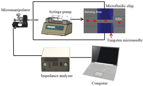 Figure 2. The schematic diagram for the experiment. The micromanipulator was used to hold and drive the tungsten needles inside the microfluidic channel and the alignment of the needle gap was obtained using imaging software.