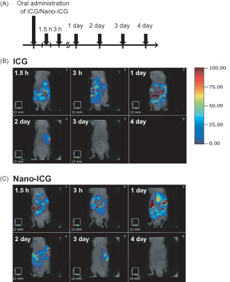 Figure 1. Tissue distribution of PLGA nanoparticles after oral administration in mice. (A) Experimental protocol. C57BL/6J mice were treated orally with ICG or Nano-ICG. Alive mice were non-invasively imaged by FMT at 1.5 h, 3 h, 1, 2, 3 and 4 day after treatment. Tissue distribution of ICG (B) and Nano-ICG (C) were evaluated for 4 days after oral administration. The color scale bar is represented in arbitrary unit from blue (low intensity of fluorescence signal) to red (high intensity of fluorescence signal).