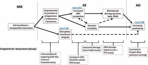Figure 8. A proposed adverse outcome pathway for in vitro cytotoxicity relevant to MONPs. MIE: molecular initiating event; KE: key event; AO: adverse outcome. Solid arrows: adjacent key event relationship; dashed arrows: non-adjacent key event relationship. Event IDs in blue indicate a connection to a KE present in the AOPwiki. Relevant endpoints for assessment are listed, with a suggested assay for rapid screening in parentheses.