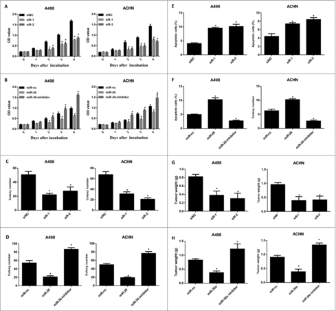 Figure 3. DLX6-AS1 knockdown and miR-26a overexpression suppress the growth and development of RCC. (A) MTT assays were performed for detecting the RCC cell growth after DLX6-AS1 knockdown. (B) MTT assays were performed for testing RCC cell growth after miR-26a overexpression and knockdown. (C and D) Colony formation assays were performed after DLX6-AS1 knockdown (C) or miR-26a overexpression and knockdown (D). (E and F) The apoptotic rate of RCC cells after DLX6-AS1 knockdown (E) and miR-26a overexpression or knockdown (F) were examined by flow cytometry analysis. (G and H) Xenograft tumor models were generated for testing the role of DLX6-AS1 and miR-26a in RCC tumorigenesis. DLX6-AS1 overexpressing (G) and miR-26a overexpressing/knockdown (H) RCC cells were inoculated into nude mice. At the end point of the experiments, the tumor bearing mice were killed and the tumor weight was examined. All data was shown as mean ± s.e.m. from 3 independent experiments. *p < 0.05.