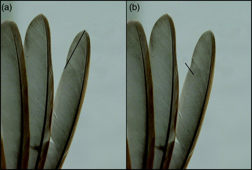 Figure 1. P2 notch length (left-hand image; line A) should be measured from the tip of the feather to the point of inflection (right-hand image; B).