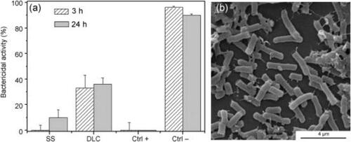 Figure 5. (a) Antibacterial properties of DLC film coated on Stainless Steel substrate after 3 h and 24 h incubation versus uncoated Stainless Steel, Gentamicin, an antibiotic and sterile distilled water. (B) SEM observations of E. coli in contact with DLC coating after 3 h contact. Reproduced with permission from [Citation246].