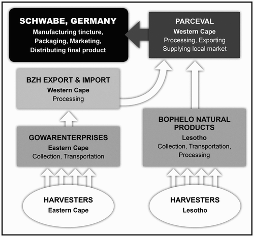 Figure 3: The international P. sidoides value chain circa 2010