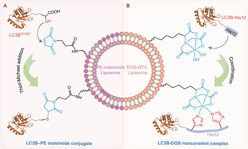 Figure 3. Chemically defined LC3B–PE reconstitution systems. (A) LC3B–PE reconstitution system based on maleimide-thiol coupling. PE with a maleimide moiety in the head group (PE-maleimide) is incorporated into liposomes. LC3BG120C directly interactes with PE-maleimide via a thiol-Michael addition reaction. (B) LC3B–PE reconstitution system based on a polyHis-NTA strategy. The PE mimic lipid DGS-NTA is included in the lipid composition used for preparing liposomes. DGS-NTA coordinates with His12-tagged LC3B to produce the LC3B-DGS noncovalent complex.