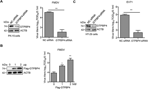 Figure 1. GTPBP4 promotes FMDV replication in cells. PK-15 cells transfected with 150 nM of GTPBP4 siRNA or NC siRNA were infected with FMDV (MOI 0.1) (A) PK-15 cells transfected with increasing flag-GTPBP4 expression plasmid (0, 1, and 2 μg) were infected with FMDV (MOI 0.1) (B) HT-29 cells transfected with 150 nM of GTPBP4 siRNA or NC siRNA were infected with EV71 (MOI 1) (C) the viral titers in the supernatant were determined by TCID50 assay.