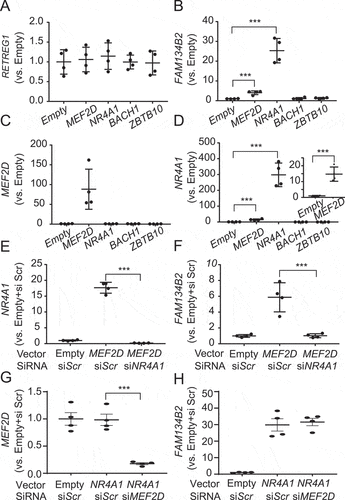 Figure 4. Activation of the MEF2D-NR4A1 pathway induces FAM134B2 expression. (A) RETREG1, (B) FAM134B2, (C) MEF2D and (D) NR4A1 mRNA expression in HeLa cells overexpressing MEF2D, NR4A1, BACH1 or ZBTB10. HeLa cells were transfected with pcDNA3-MEF2D, -NR4A1, -BACH1 or -ZBTB10 for 16 h. mRNA RNA levels were analyzed with RT-qPCR analysis. (E) NR4A1 and (F) FAM134B2 mRNA in HeLa cells overexpressing MEF2D treated with NR4A1 siRNA. HeLa cells were treated with 10 nM NR4A1 siRNA using RNAi Max reagent for 24 h and then transfected with pcDNA3-NR4A1 for 16 h. (G) MEF2D and (H) FAM134B2 mRNA in HeLa cells overexpressing NR4A1 treated with MEF2D siRNA. HeLa cells were treated with 10 nM MEF2D siRNA using RNAi Max reagent for 24 h and then transfected with pcDNA3-MEF2D for 16 h. ***P < 0.001.