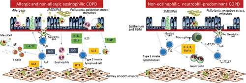 Figure 2. Cytokine networks in COPD, in those with eosinophilic disease or non-eosinophilic predominately neutrophilic disease. Biologics that have shown promise and are in phase 3 are shown in blue boxes, those that are in early phase trials in green boxes and those that have been unsuccessful are in orange boxes.