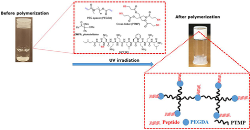 Figure 11 The Schematic diagram of antimicrobial lipopeptide gel formation in methanol through covalent photo polymerization under UV irradiation. Reproduced with permission from De Zoysa GH, Wang K, Lu J, et al. Covalently immobilized battacin lipopeptide gels with activity against bacterial biofilms. Molecules. 2020;25:5945. doi:10.3390/molecules25245945. http://creativecommons.org/licenses/by/4.0/.Citation100