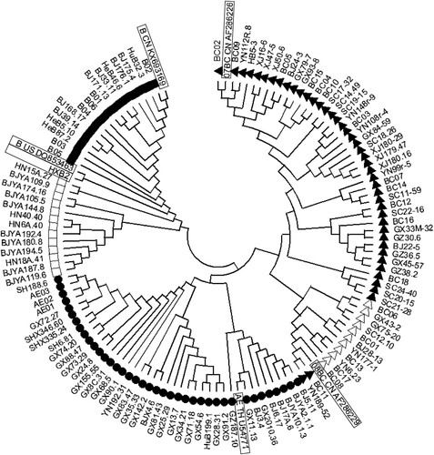 Figure 1. Phylogenetic tree of gp160 sequences derived from HIV-1 infections in China. Solid triangles (▴) represent subtype 07BC strains, hollow triangles (△) represent subtype 08BC strains, solid circles (●) represent 01AE strains, hollow squares (□) represent B strains solid squares (▪) represent Bʹ strains. The reference strain sequences are indicated by boxes.