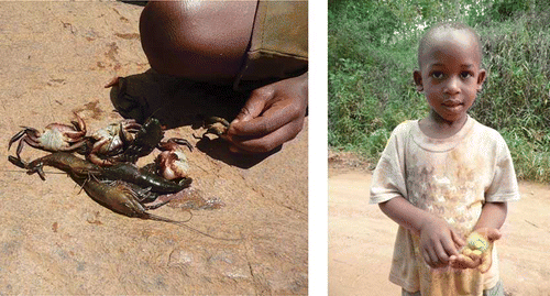FIGURE 4 Left: A boy's fresh catch of kaa, and magonyoo (Tongwe village). Right: Dodoki obtained from the road-side (Tongwe village; color figure available online).