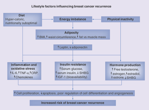 Figure 1.  The relationship between lifestyle factors and the main biological mechanisms influencing risk of breast cancer recurrence.