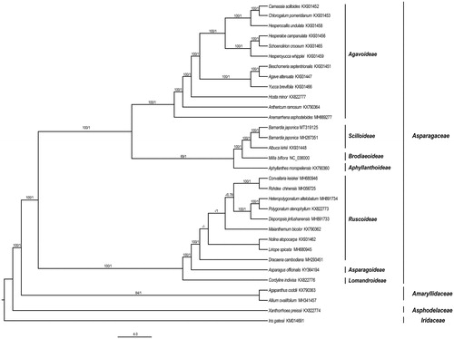 Figure 1. Phylogenetic relationships of Asparaceae inferred from Maximum likelihood (ML) and Bayesian inference (BI) methods based on 86 CDS genes. Numbers above the lines represent ML bootstrap values and BI posterior probability, - indicates support values less than 50%.