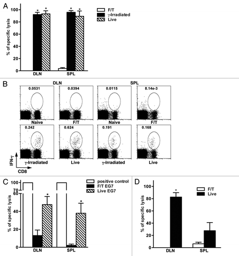 Figure 2. Primary sterile necrosis does not induce antigen-specific CD8+ T cell mediated immune responses in vivo. (A) Mice were vaccinated with 2 × 106 F/T, γ-irradiated or live B78OVA cells and antigen-specific lytic activity was determined using in vivo CTL assay after seven days in draining lymph nodes (DLNs) and spleens. Figure A shows an experiment representative of at least 3 independent experiments with 3 mice per group. (B) Lymphocytes from the DLNs and spleens of naïve, F/T, γ-irradiated or live tumor cell vaccinated mice were isolated 7 d after vaccination. Cells were restimulated in vitro with 0.1 μg/mL OVA peptide for 4 h and the frequency of interferon γ (IFNγ)-secreting CD8+ T cells was analyzed. Data are from one experiment representative of 2 independent experiments. (C). Mice were vaccinated with 5 × 106 F/T or live EG7 cells and antigen-specific lysis was measured as in (A). Pooled data of 2 independent experiments with 3 mice per group are shown. (D) C57BL/6 mice were vaccinated with 2 × 106 allogeneic H2Kd-positive live or F/T CT26OVA cells and the lytic activity of H2Kb-restricted, OVA-specific CD8+ T cells was evaluated. Data are representative of at least 3 independent experiments with 3 mice per group. *p < 0.05 as compared with F/T (necrotic) group (Student’s t test).