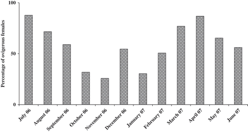 Figure 5. Monthly variation of ovigerous females (%) of Orchestia montagui in the supralittoral zone.