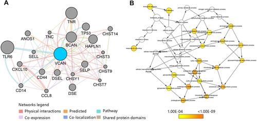 Figure 7 VCAN-related genes analysis (A) Interaction analysis of VCAN with relevant genes. (B) Biological process of VCAN and its related genes.