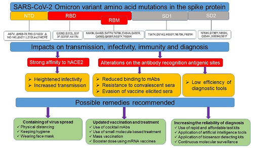 Figure 3 Schematic summary of the impacts of Omicron mutations on diagnosis, treatment and immune evasion. Several mutations especially on the spike protein of SARS-CoV-2 Omicron variant significantly affected the ongoing prevention and control strategies and thus multidisciplinary approaches are highly valuable. Amino acid substitutions were taken from Shah et al.Citation16