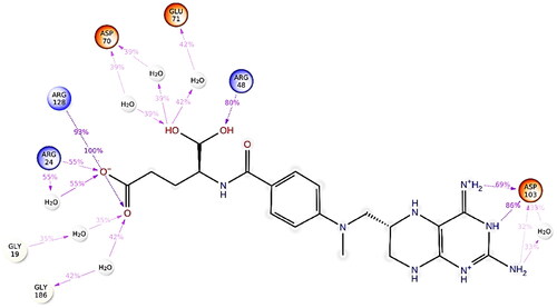 Figure 5. 2D depiction of protein-ligand contacts. The figure above represents a 2D depiction of the percentage of protein-ligand contacts between helicase and methotrexate complex. Arg24, Arg128, and Arg48 showed the maximum interaction rate during the 200 ns MD simulation. Asp70 and Asp103 also showed significant interaction with the methotrexate.