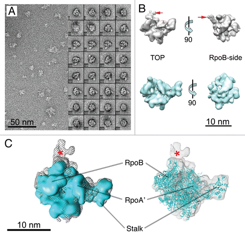 Figure 3 EM analysis of the P. furiosus PIC. (A) Negatively-stained micrograph and selected class-averages of the PIC (RNAP /TBP/TFB/DNA complex). Each class-average is composed of about 10–30 raw images and was aligned against an initial RNAP 3-D reference to define its orientation parameters. (B) PIC reconstruction (top) compared to apo-RNAP (bottom) in two different orientations. Extra density within PIC structure is indicated by red arrows. (C) Overlay of the RNAP cryo-EM structure (from Fig. 1) or the X-ray structureCitation10 onto the EM density map of the PIC. A red star highlights extra density.