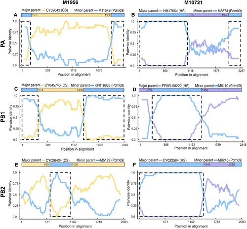 Figure 2. Recombination analysis of polymerases genes (PA, PB1 and PB2) of reassortant viruses from Colombia. Nucleotide pairwise identity (NPI) analysis was conducted using RDP4 programme using the RDP method. Other seven methods were also applied. Each chart represents the NPI between the sequences. The NPI is calculated as the percentage of nucleotides that are identical between the compared sequences, with values ranging from 0% (no identity) to 100% (complete identity). Left panel shows the results for H1N1-M1956, while the right panel shows results for H3N2-M10721. Analysis of the PA gene (A and B); PB1gene (C and D); and PB2 gene (E and F). The nucleotides positions of each recombined region are shown on X axis. Coloured bar at the top of each chart shows the recombined region and the parental virus strain. Detailed information of this analysis and results from the other recombination methods used are shown in SM (S15-22).