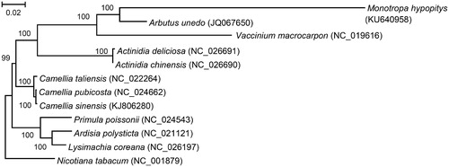 Figure 1. The maximum likelihood phylogenetic tree of Monotropa hypopitys, 10 other species from the Ericales order and Nicotiana tabacum as an outgroup. The tree is based on concatenated amino acid sequences of proteins, encoded by genes rps12, rpl32, rpl23, rpl2, rps19, rpl22, rps3, rpl16, rpl14, rps8, infA, rpl36, rps11, rpl33, rps18, rpl20, rps4, rps14, clpP, accD, rps2, matK and rps7. PhyML 3.1 (Guindon et al. Citation2010) was used for the sequence alignment and construction of the tree. Bootstrap support values are displayed on each node.