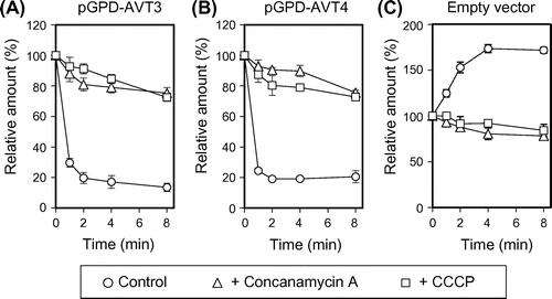 Fig. 3. Effect of concanamycin A and CCCP on efflux/influx of alanine.Notes: Vacuolar membrane vesicles isolated from avt3∆avt4∆ cells carrying either pGPD-AVT3 (A), pGPD-AVT4 (B) or empty vector (C) were preincubated with either 1 μm concanamycin A (triangles) or 10 μm CCCP (squares), at 25 °C for 5 min before preloading 14C-labeled alanine. As a control, vesicles were preincubated with solvent (1% ethanol, circles). The data represents the efflux or influx of alanine in the presence of 2 mm ATP and are means ± SD of three independent experiments.