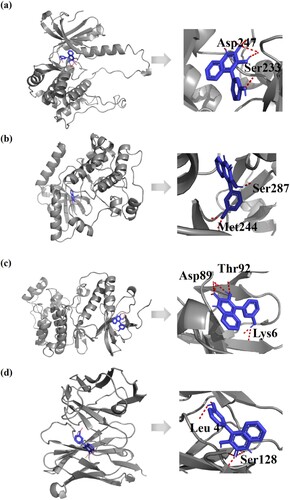 Figure 7. The interaction between viridicatol and JNK, ERK, P38, or STAT6. (a) The molecular docking results for viridicatol with JNK protein model. (b) The molecular docking results for viridicatol with ERK protein model. (c) The molecular docking results for viridicatol with P38 protein model. (d) The molecular docking results for viridicatol with STAT6 protein model. After the calculation, the configurations of the complex of viridicatol and JNK, ERK, P38, or STAT6 were ordered according to the binding energy, and the docking diagram was drawn with PyMol software. The coordinates of the docking operation are X: 126, Y: 126 and Z: 126. The grid spacing is 0.5 A. After calculation with the program, the configuration of JNK, ERK, P38, STAT6 complex with viridicatol was sorted according to the binding energy, and the docking diagram was drawn with PyMol software.