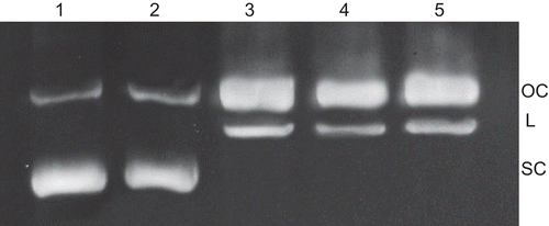 Figure 7.  Agarose gel (1%) of pUC19 (100 µg/mL) at 37°C in TE buffer (pH 8) with 200 µM compounds incubated for 4 h. Lane 1, DNA control; lane 2, RuCl3; lane 3, [RuII(4-bptpy)(dmphen)Cl]ClO4; lane 4, [RuII(4-fptpy)(dmphen)Cl]ClO4; lane 5, [RuII(4-mptpy)(dmphen)Cl]ClO4.