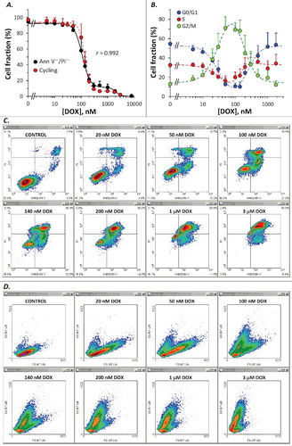 Figure 5. Correlation between the sub-cycling cell fraction derived from the propidium iodide cell cycle assay and the apoptotic frequency determined by the Annexin V/PI apoptosis assay in DOX-treated Jurkat cells. (A) Dose-dependence of the viable (Annexin V- and PI-negative) cell fraction and of the cycling cell fraction measured by the two techniques under similar treatment conditions. The Pearson correlation coefficient (r) is indicated. Both data sets were fitted to the sum of two Hill-type functions: y x=y1 K1H1/xH1+K1H1+y2K2H2/xH2+K2H2, where x represents DOX concentration. Parameter values derived from the best fit to the data are displayed in Table 1. (B) Dose-dependence of the cell-cycle phase distributions calculated from cell cycle PI histograms in the same experiments that produced the data on the cycling cell fraction shown in panel A. For the G0/G1 and G2/M cell fractions, the data were fitted to the functions g1 x=100-y01 ×1-xHa1/xHa1+Ka1Ha1×Ki1H1/xHi1+Ki1Hi1, and g2 x=y02 +100-y02×xHa2/xHa2+Ka2Ha2×Ki2H2/xHi2+Ki2Hi2, respectively. Parameter values obtained from the best fit to the data are displayed in Table 2. The curve corresponding to the S-phase data was drawn as s x= 100-g1x-g2x, using the best fit parameters shown in Table 2. (C) Typical Annexin V/PI density plots obtained by flow cytometry after treatment with DOX at indicated doses. Cell fractions associated to each quadrant are indicated. (D) FS/SS density plots obtained from the same measurements shown in panel C.