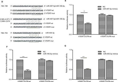 Figure 7 Overexpression of miR-497-5p (A), miR-195-5p (B) and miR-455-3p (C) decreased hTERT expression at both mRNA (left) and protein (right) levels. (D) Sequences of miR-497-5p, miR-195-5p, miR-455-3p, 3′UTR of hTERT are shown. The HEK 293T cells were cotransfected with miR-497-5p (E), miR-195-5p (F), miR-455-3p (G) mimics and luciferase reporter vectors containing a fragment of hTERT 3′UTR harboring either the binding sites (hTERT-3′UTR-wt) or a mutant sites (hTERT-3′UTR-mut).Notes: All data are presented as mean±SD, and all of these experiments were performed in triplicate. **p<0.01; ***p<0.001, compared to control groups.Abbreviations: hTERT, human telomerase reverse transcriptase; NC, negative control; wt, wild type; mut, mutant type; GAPDH, glyceraldehyde-3-phosphate dehydrogenase.