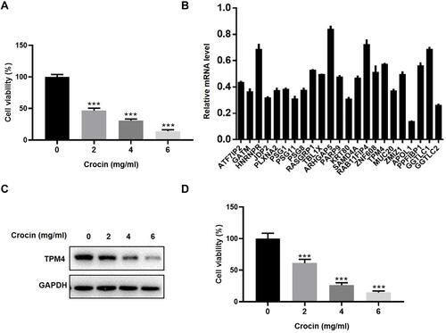 Figure 1 Crocin inhibited the proliferation and gene expression in gastric adenocarcinoma AGS cells. (A) Inhibition of AGS cells proliferation by treatment of different does of crocin (2.0 mg/mL, 4.0 mg/mL, 6.0 mg/mL) for 48 hours. (B) mRNA level of the 23 significantly downregulated genes was confirmed by qRT-PCR after the AGS cells treated with crocin (2.4 mg/mL, the IC50 concentration of crocin) for 48 hours. Relative mRNA level was calibrated by the mRNA level in the control group. (C) TPM4 expression was detected in the HGC-27 cells treated with crocin (2.0 mg/mL, 4.0 mg/mL, 6.0 mg/mL) by Western blot. (D) Inhibition of HGC-27 cells proliferation by treatment of different does of crocin (2.0 mg/mL, 4.0 mg/mL, 6.0 mg/mL) for 48 hours. Data were presented as the mean±SD. n=3. ***P<0.001 vs Control group.