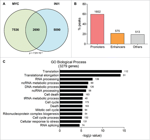 Figure 4. INI1 binds to a subset of MYC DNA-binding regions and target genes. (A) ChIP-seq datasets from ENCODE for MYC and INI1 in HeLa-S3 cells were analyzed for overlapping DNA-binding regions by intersecting MYC and INI1 peaks (BEDTools). The numbers of overlapping and non-overlapping peaks are displayed in the Venn diagram. Statistical significance is determined by the Genome Structure Correction (GSC) test. (B) The 2,690 MYC and INI1 common peaks were mapped to genomic regions, including promoters (TSS ± 3 kb) and putative enhancers (TSS ± 50 kb overlapping with H3K4me1 regions) using BETA. The percent of peaks mapping to each region is shown, with the number of peaks indicated above each bar. (C) Target genes of the 2,690 MYC and INI1 common peaks were determined by proximity using BETA. GO analysis for biological processes (BP) was performed and the top 15 terms are shown with their adjusted p values. The number of genes belonging to each GO BP term is indicated beside each bar.