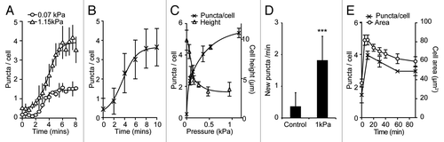 Figure 4. Dynamics of the mechanical induction of autophagy in Dictyostelium. Timecourse of the accumulation of (A) GFP-Atg8 puncta under both 1.15 kPa (triangles) and 0.07 kPa (circles) pressure and (B) GFP-Atg18 puncta under 1.15 kPa. Both the number of GFP-Atg8 puncta per cell (crosses), and the average cell height (triangles) after 10 min compression under different pressures is plotted is shown in (C). Values plotted are the mean ± standard deviation of three independent experiments. (D) The rate of new puncta formation is increased upon cell compression. Maximum intensity projections of Z-stack movies were used to identify the appearance of new puncta in cells either uncompressed, or compressed under 1.15 kPa for 10 min. Values plotted are the means ± standard deviation of 45 cells for each condition, observed over three independent experiments (***p < 0.001 Student’s t-test). (E) Adaptation of cell morphology and the autophagic response. The number of GFP-Atg8 puncta in cells compressed under 0.2 kPa was quantified at the times indicated (crosses). Also plotted is the cross-sectional area of cells at each time point (circles), an indicator of cytoskeletal reorganization. At least 50 cells were scored for each data point. Values plotted are the mean ± standard deviation of three independent experiments.