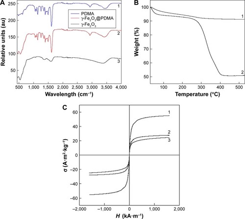 Figure 3 (A) FTIR spectra of (1) PDMA, (2) γ-Fe2O3@PDMA, and (3) γ-Fe2O3 nanoparticles. (B) TGA of (1) γ-Fe2O3 and (2) γ-Fe2O3@PDMA nanoparticles. (C) SQUID measurements of (1) γ-Fe2O3, (2) γ-Fe2O3@PDMA, and (3) CuFe2O4 nanoparticles.Abbreviations: TGA, thermogravimetric analysis; SQUID, superconducting quantum interference device; PDMA, poly(N,N-dimethylacrylamide); FTIR, Fourier transform infrared.