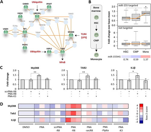 Figure 7. Verification and comparison of microRNA-155 inhibitory activity of PNA-CPPs. A) Induced network plot with proteins encoded by microRNA-155-supressed mRNAs from Fig. 6D (green) and their connecting interactors (light blue). Physiological inputs of this network in the form of TLR4-agonists and cellular ubiquitin and output in the form of NFκB-activation are shown in red. B) Left: schematic illustration of haematopoietic stem cell (HSC) differentiation to common myeloid precursors (CMP) and monocytes (Mono) in the bone marrow niche. Right top: base-mean fold-changes of microRNA-155 targeted mRNAs from A) in HSC, CMP and Mono (significance in Mono vs HSC and Mono vs CMP, respectively). Right middle: same as top, but with mRNAs not supressed by microRNA-155. Right bottom: Base-mean fold-changes (colour-coded) of microRNA-155 host-gene (HG) expression in HSC, CMP and Mono. C) qRT-PCR analysis of MyD88, TAB2 and IL1β mRNA expression in primary human blood-derived macrophages, treated with 200 nM of the indicated PNAs or left untreated (solvent control) for 24 h. D) Same as C, but showing results for all anti-miR-155 PNA constructs, unconjugated, or conjugated to R8 (scrambled (scr) and anti-miR-155), secR8, Pip6a, K3. Heatmap shows colour-coded Row Z-scores of three experimental replicates per condition. Differences between groups of samples were evaluated by 1way-ANOVA with multiple comparisons (* = P-value ≤ 0.05, ** = P-value ≤ 0.01). Error bars indicate standard deviations, based on ≥ 3 independent experimental replicates