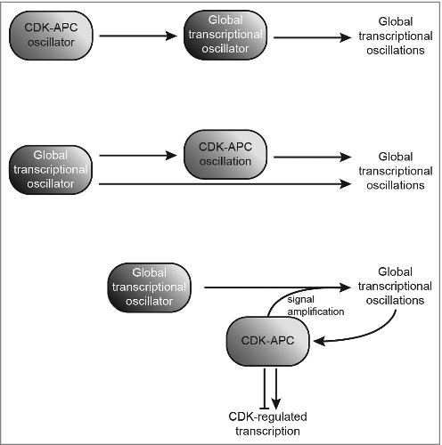 Figure 1. Models past and present of the drivers of global transcriptional oscillations during the eukaryotic cell cycle in yeast. The CDK-APC oscillator controls a global transcriptional oscillator (top); a global transcriptional oscillator directly regulates oscillations in global transcription and CDK1-cyclin B activity, while CDK1-APC oscillations also impact global transcriptional oscillations (center); or, a global transcriptional oscillator drives periodic transcription and is influenced by signal amplification through CDK activity, and vice versa (bottom). All enclosed components indicated are control elements; components indicated by arrowheads are outputs.