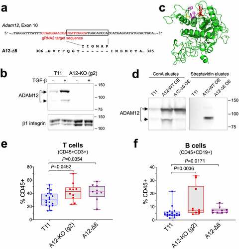 Figure 4. ADAM12 entrapment inside the cell exerts a similar effect on tumor-infiltrating T cells and B cells as Adam12 gene knockout. (a) Position of the gRNA2 target sequence in the Adam12 gene is shown in red. A12-Δ6 is an ADAM12 variant created during CRISPR-Cas9 editing, this variant lacks the T-I-G-M-A-P sequence encoded by the 18-nt fragment in the Adam12 gene (boxed). (b) Detection of ADAM12 in control T11 cells and in T11 cells in which Adam12 was knocked out using gRNA2 (A12-KO (g2)). To facilitate the detection of ADAM12, cells were treated for 2 days with 5 ng/ml TGF-β. Nascent and mature forms of ADAM12 are indicated with long and short arrows, respectively; β1 integrin is gel loading control. (c) A model of the metalloprotease domain of ADAM12 showing the proximity of the TIGMAP peptide (red) and the catalytic residues Glu349 (yellow), His348, His352, and His358 (magenta). The model was generated using the I-TASSER protein structure prediction server at https://zhanggroup.org/I-TASSER/ (d) Cell surface biotinylation of wild-type ADAM12 (A12-WT) and A12-Δ6 deletion mutant. A12-WT or A12-Δ6 were stably overexpressed (OE) in T11 cells. Intact cells were treated with sulfo-NHS-LC-biotin, followed by incubation of cell lysates with concanavalin A agarose (left) or streptavidin agarose (right). The eluates were analyzed by Western blotting. (e, f) Quantification of tumor-infiltrating T cells (e) and B cells (f) in A12-KO (g2), A12-Δ6, and control T11 tumors from BALB/c mice by flow cytometry. Data were pooled from two (A12-KO (g2) and A12-Δ6) or four (T11) different experiments, each experiment included 3–5 tumors per group. The data did not follow a Gaussian distribution and the Mann-Whitney nonparametric test was used to calculate P values.