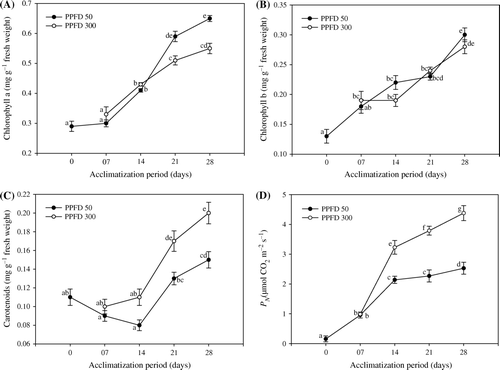 Figure 1.  Changes in the level of Chl a content (A), Chl b content (B), carotenoids content (C) and net photosynthetic rate P N (D)in micropropagated plantlets of T. indica acclimatized at PPFD 50 and 300 µmol m−2 s−1 for 28 days. Bars represent the mean±SE (n=5). Bars denoted by the same letter are not significantly different (p =0.05) using Tukey's tests.