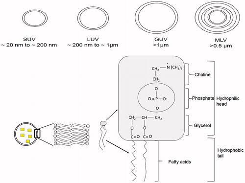 Figure 2. Schematic representation of the structure of liposomes. Small squares indicate entrapped drug in liposome.